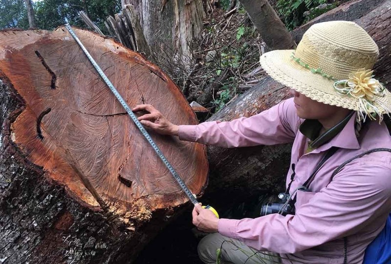 gỗ sa mu.jpg