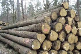Tổng hợp kiến thức về gỗ tần bì trong tự nhiên và nội thất